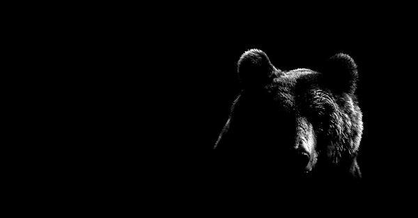 brown-bear-face-contour-1200x628px brown-bear-face-contour-1200x628px