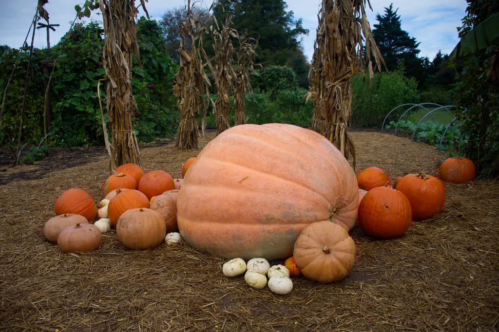 Il Patch Tuesday di ottobre batte il record del gennaio 2025 Il Patch Tuesday di ottobre batte il record del gennaio 2025