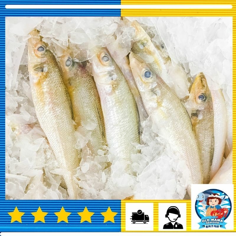 64 Koleksi Ikan Roket Air Laut Gratis