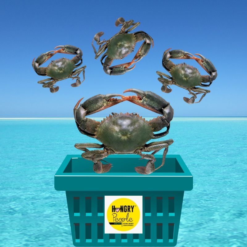 Live Mud Crab 500g To 599g 2xl Size Ketam Nipah Hidup Airasia Grocer