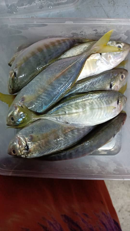 Yellowstripe Scad / Selar Kuning / FIsh / Seafood  airasia grocer