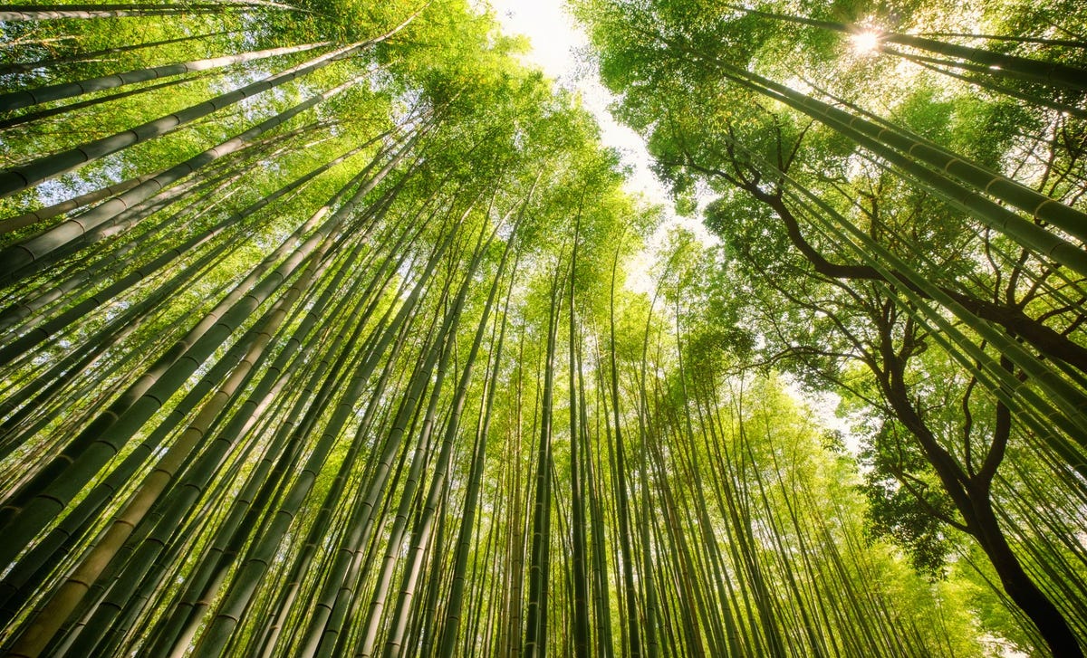 Paisaje de una selva verde