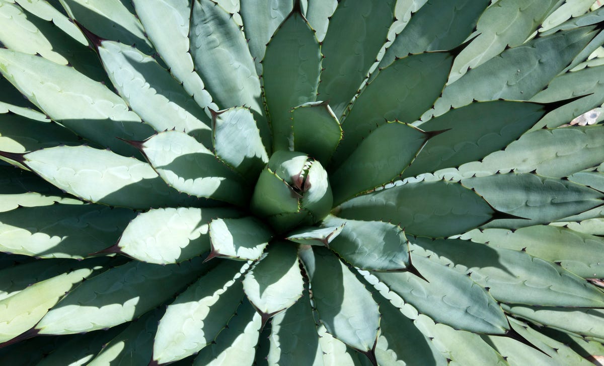 Foto de un cactus indonesio