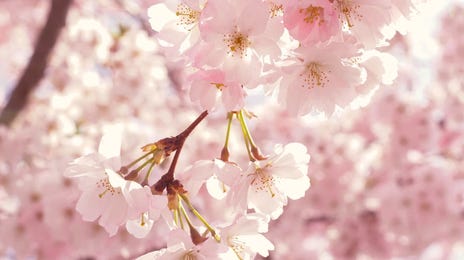 Primavera en alemán