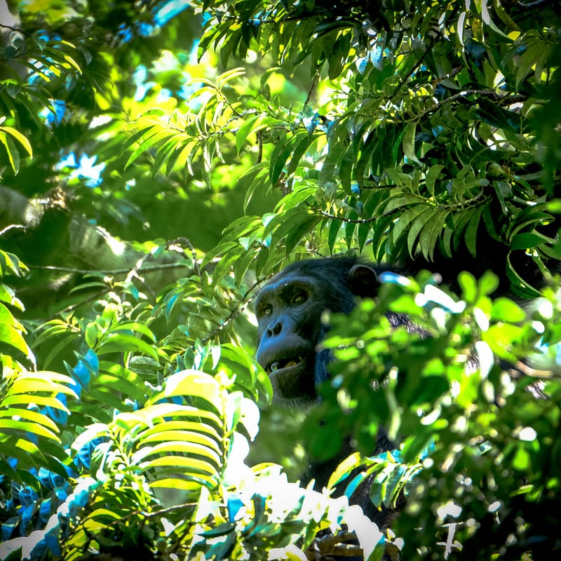 Un bello chimpancé que habita en el bosque en inglés.