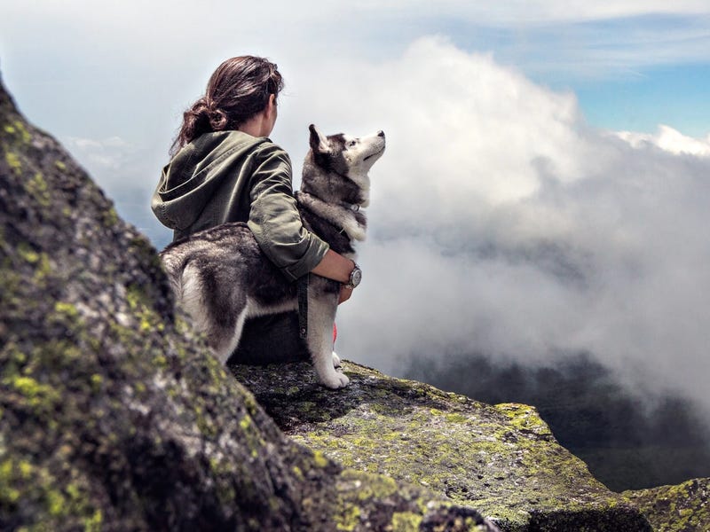 Cómo llamar a tu perro en inglés y otros idiomas