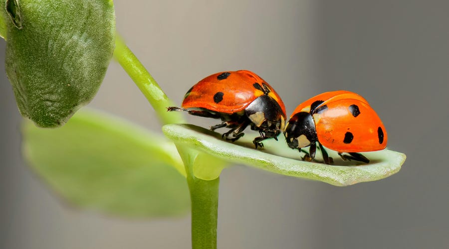 Bonitos insectos que en el idioma inglés se llaman Ladybug
