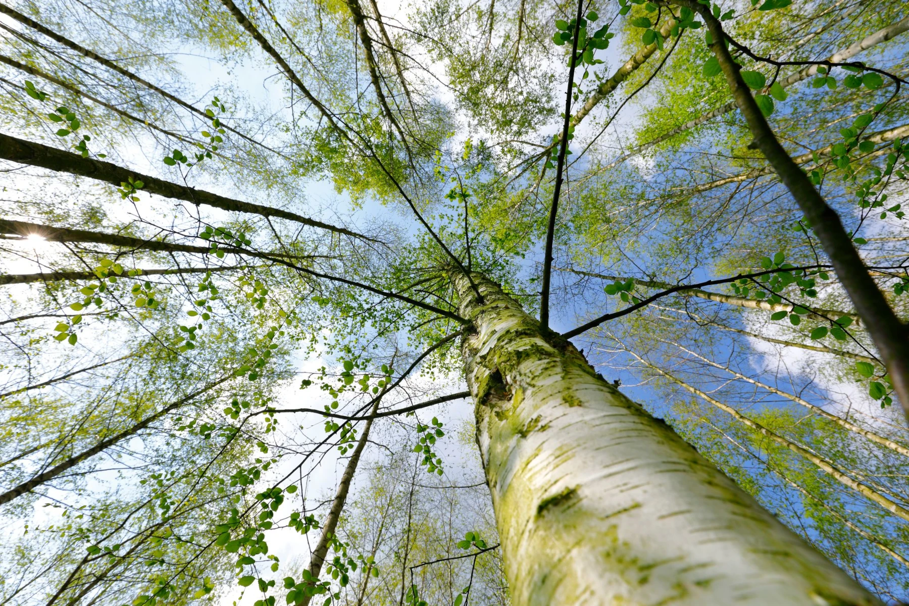 Vocabulario medio ambiente en ingles