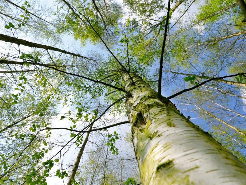 Vocabulario medio ambiente en ingles