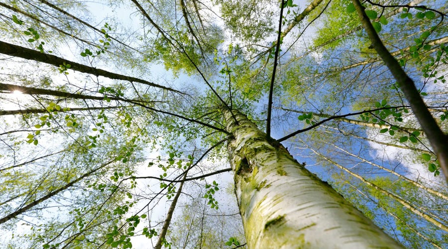 Vocabulario medio ambiente en ingles