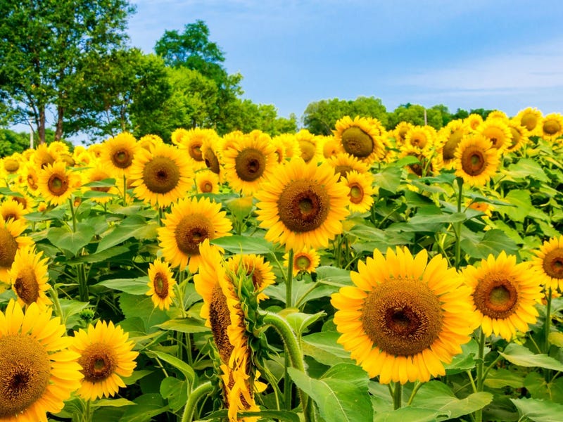 flores en alemán