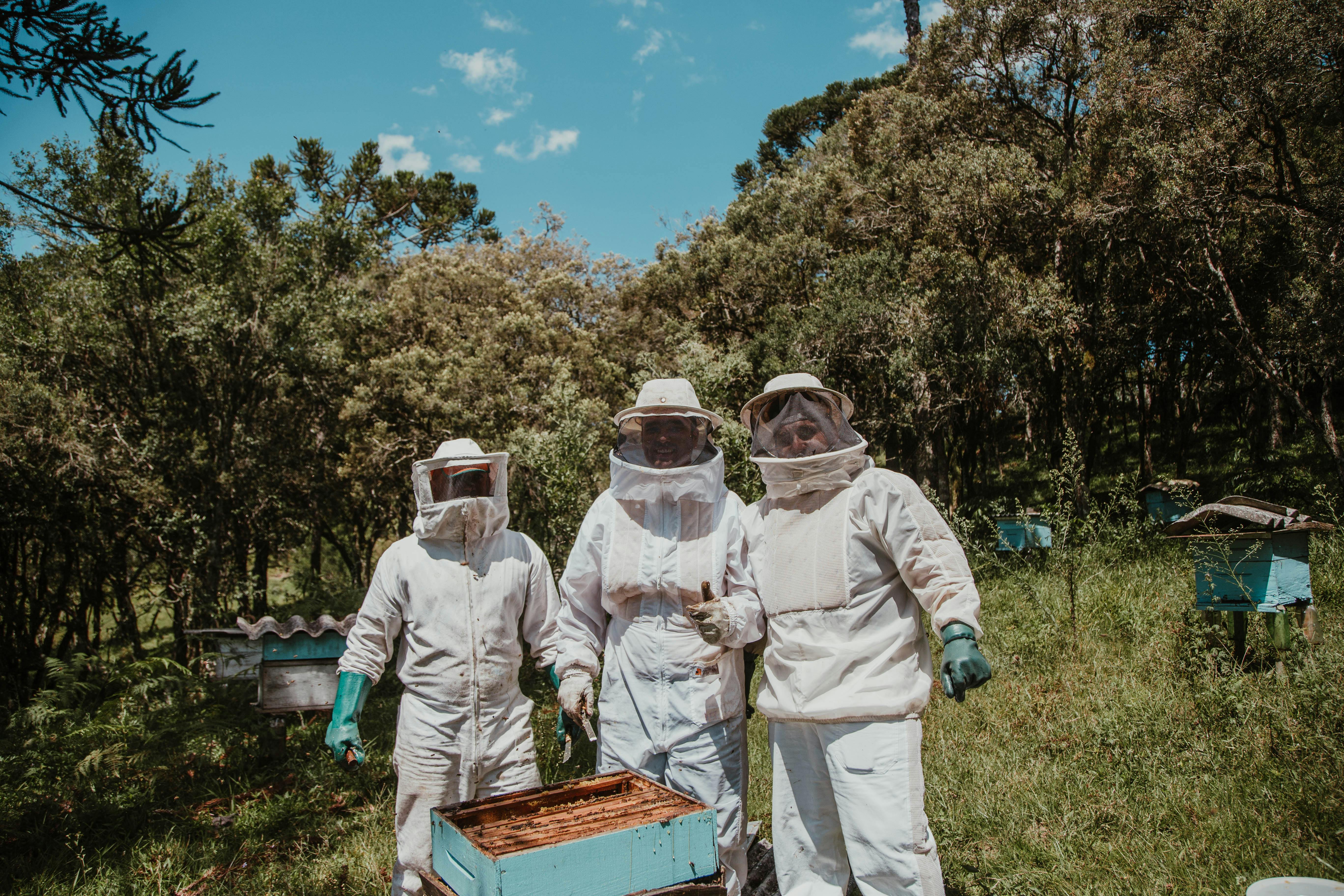 Personas_cuidando_abejas.jpg