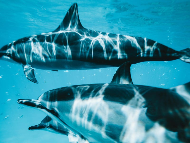 Delfines con el mar de fondo.