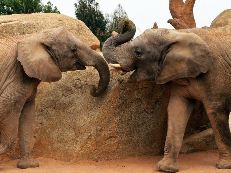 Foto de dos elefantes