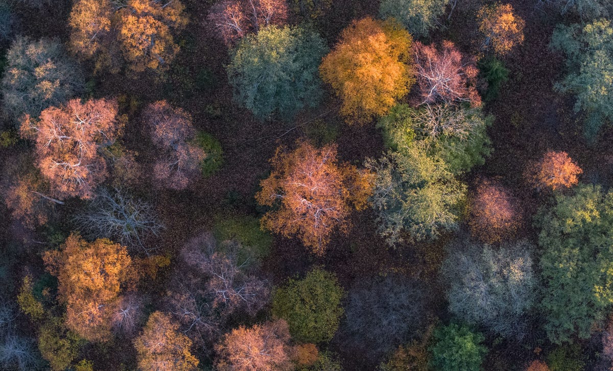 Paisaje colorido de un bosque