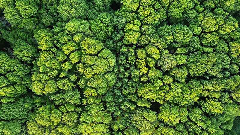 A photo of trees from above