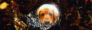 dog in hole
