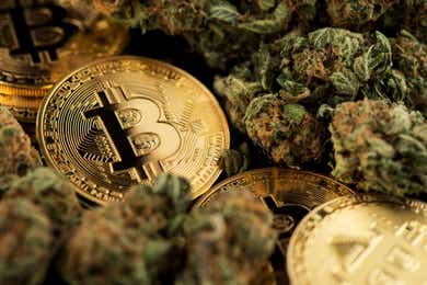 Bitcoin with Cannabis plant