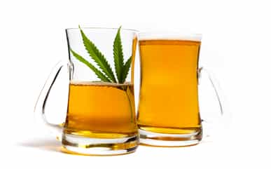 Beer marijuana cannabis plant