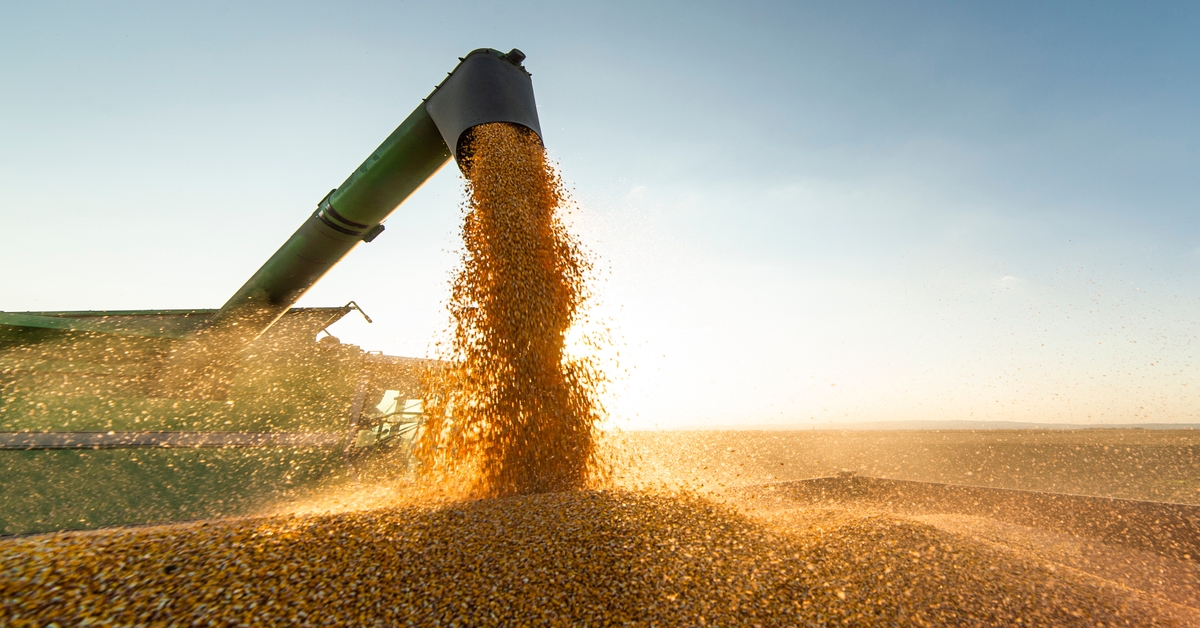 Corn, Wheat and Soybeans Futures in Focus WASDE Reports tastylive