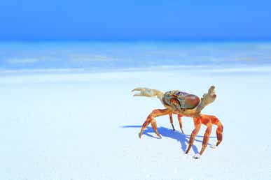 Crab on a beach