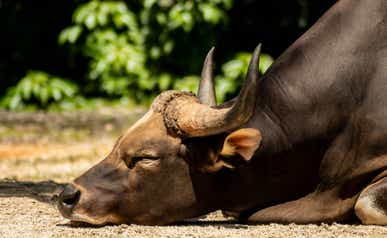 sleeping bull