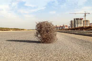 Tumbleweed
