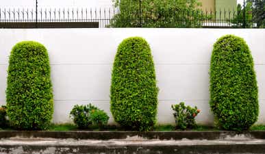 Three shrubs