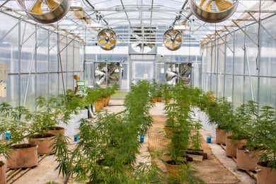 Marijuana Greenhouse