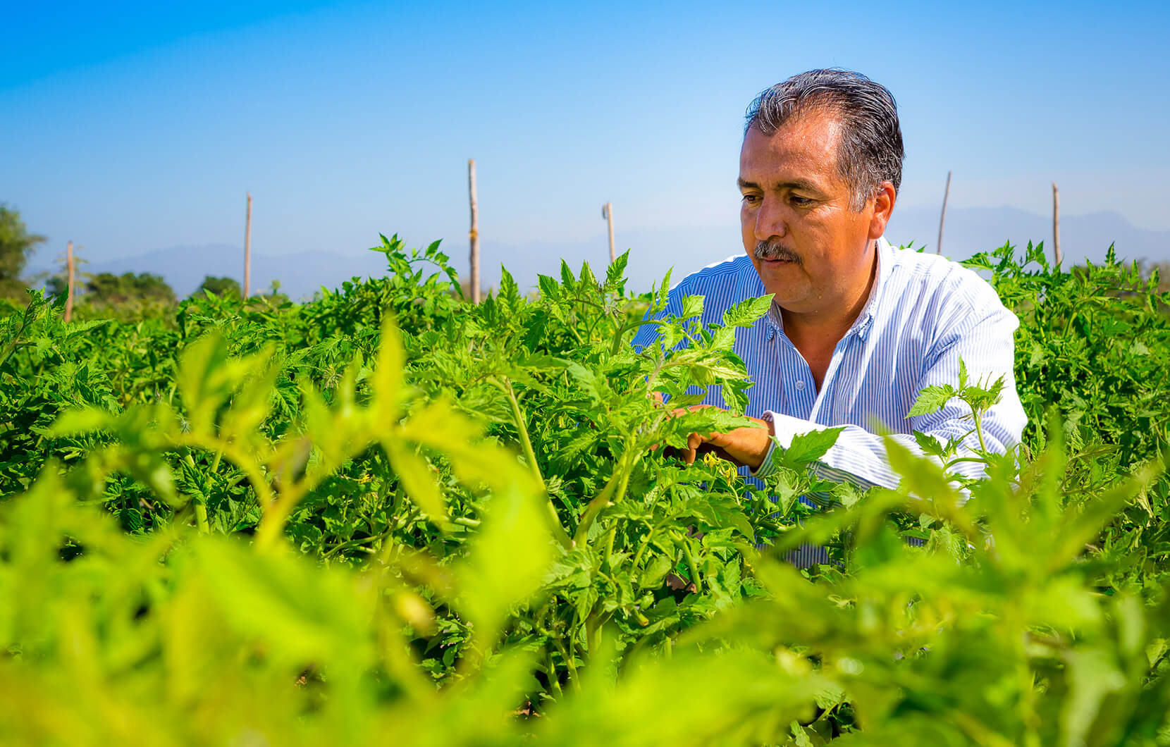 Agronomist