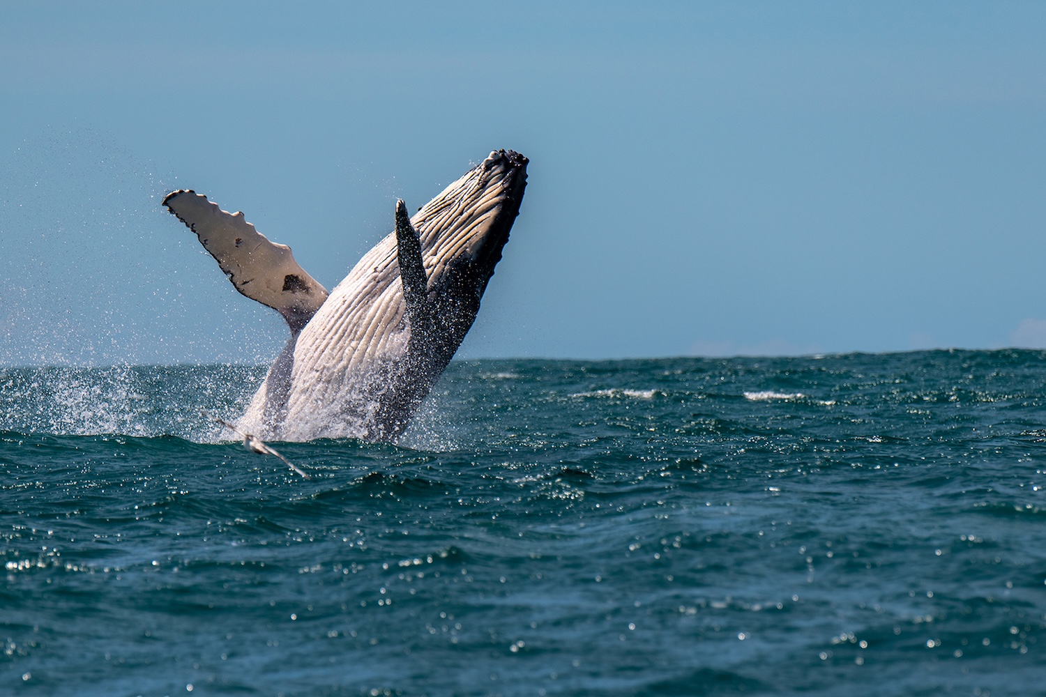 A humpback whale swims off the coast near Vidanta East Cape.