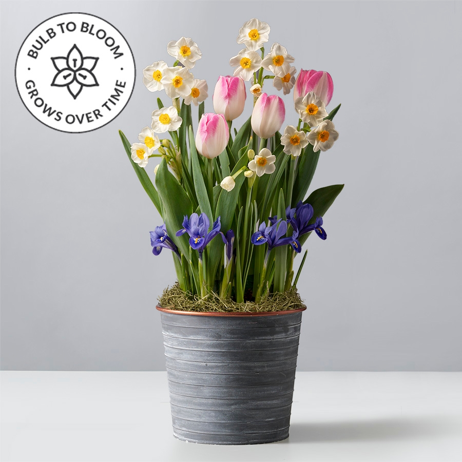 Spring Plants