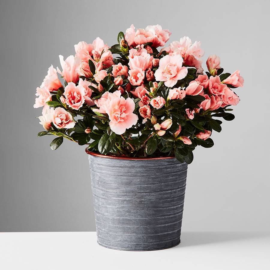 Spring Plants