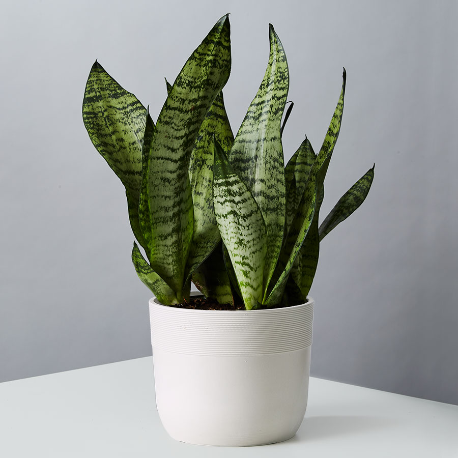Birthday Plants 