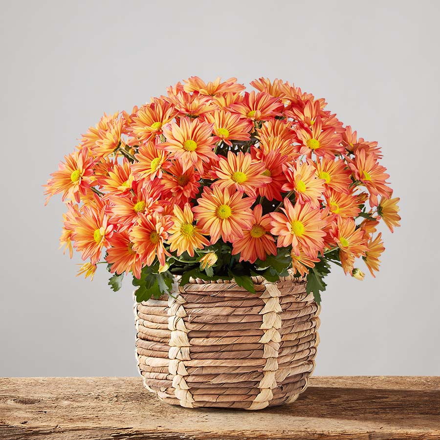 Fall Plants 