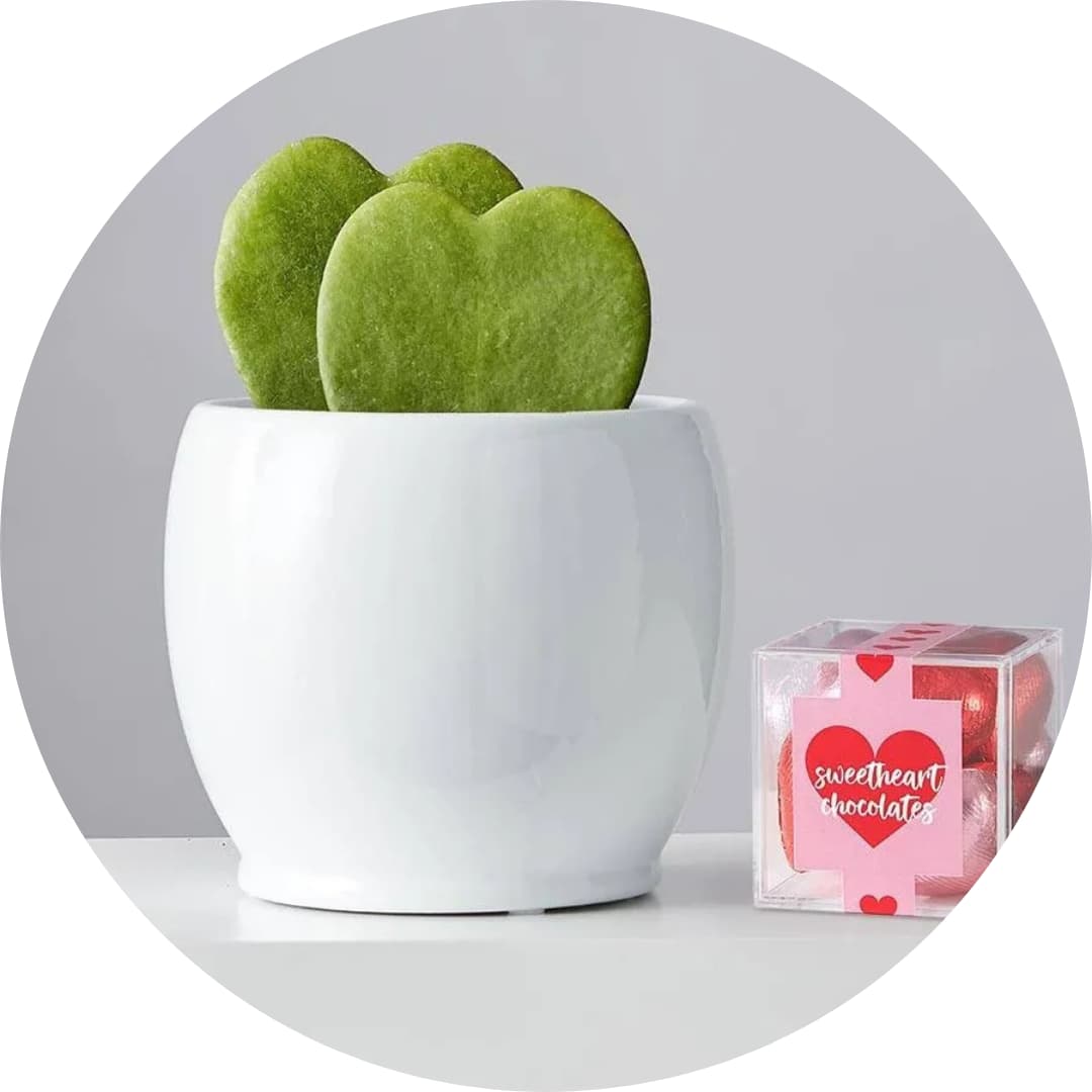 Plants Delivered to Your Door Best Plant Delivery 2024