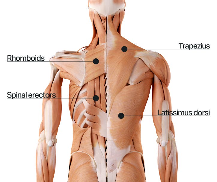 major-back-muscles.jpg