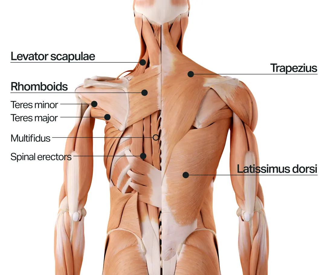 back-muscles-diagram.jpg