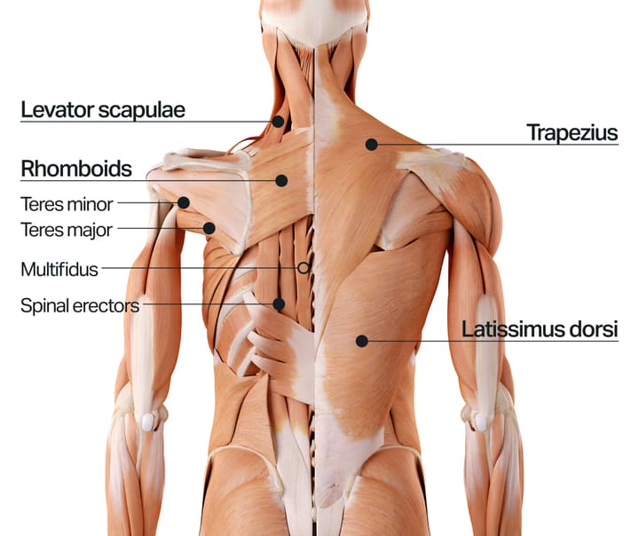 back-muscles-diagram.jpg