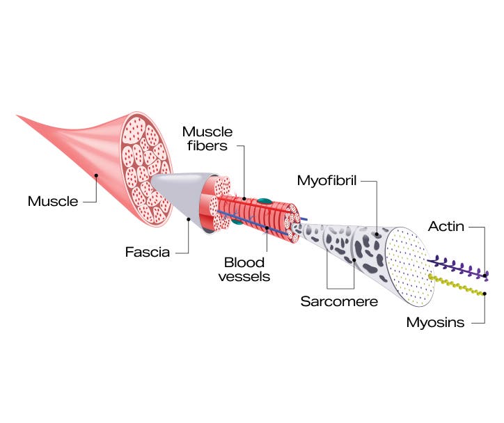 muscle-science1.jpg