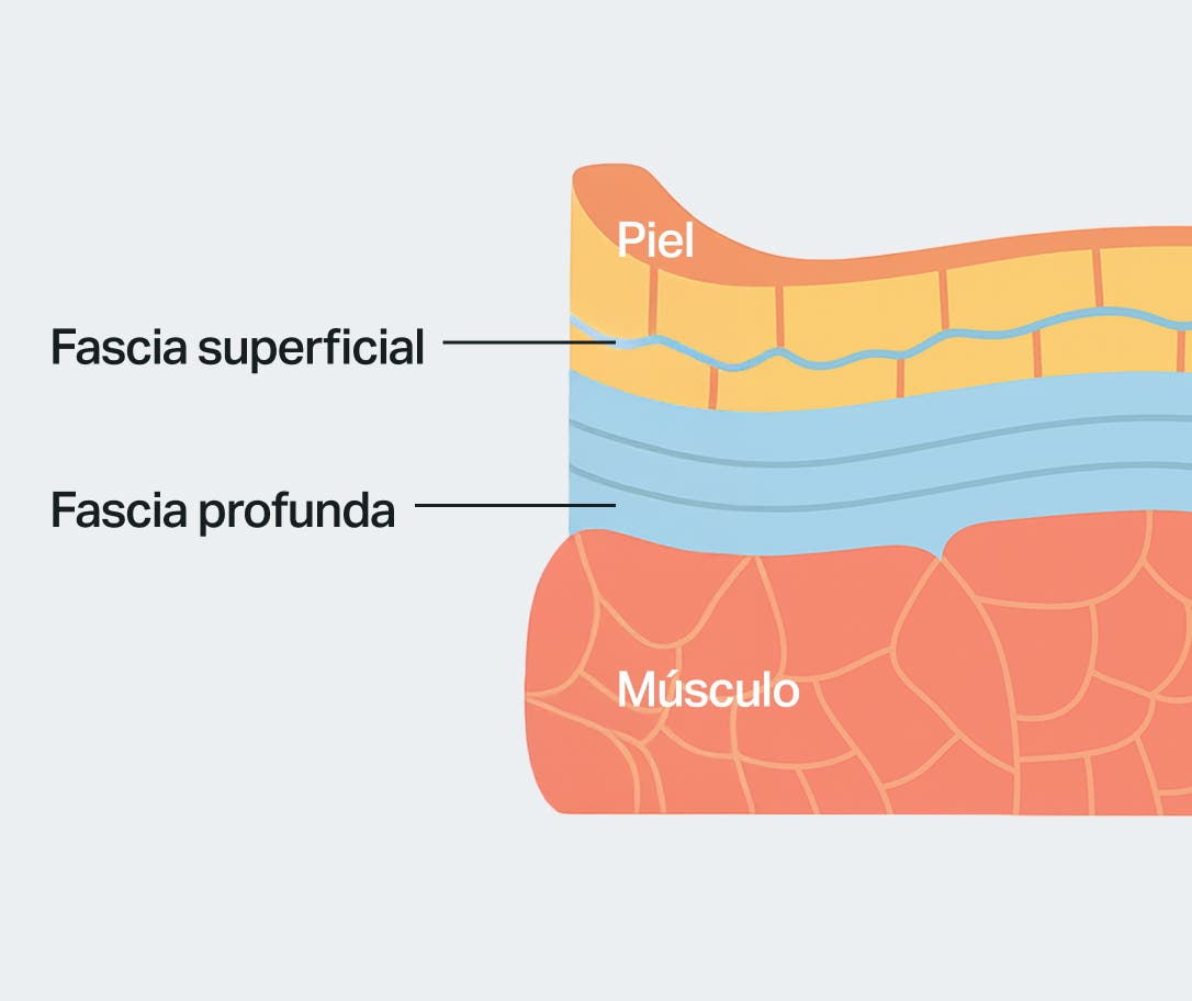 fascia-layers-superficial-deep-ES.jpg