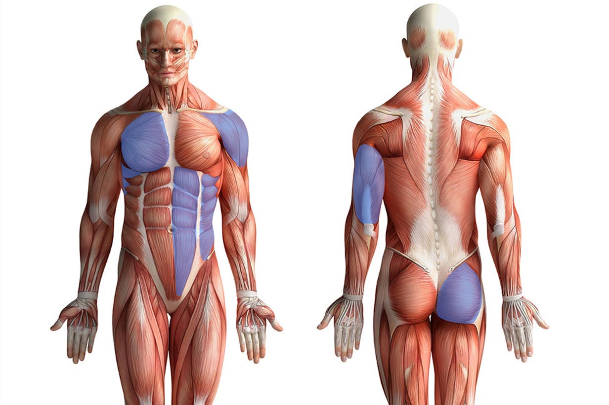 anatomy of the pushup