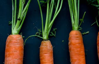 Header Carrots