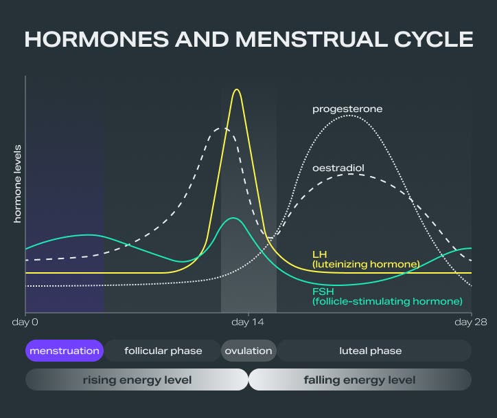 hormones-menstrual-cycle_FR.png