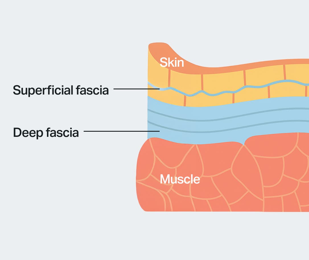fascia-layers-superficial-deep-EN.jpg