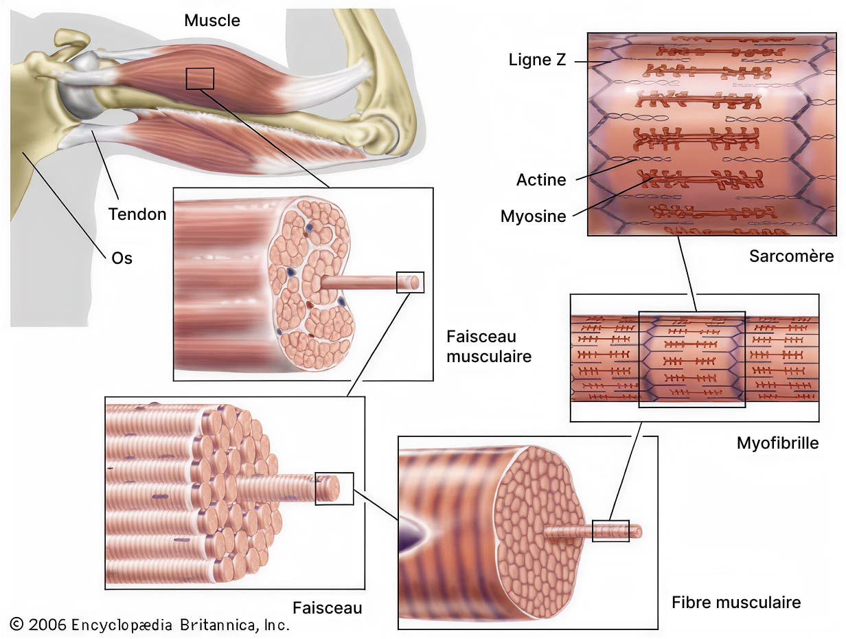 muscle-anatomy-myofibrils-sarcomere-FR.jpg