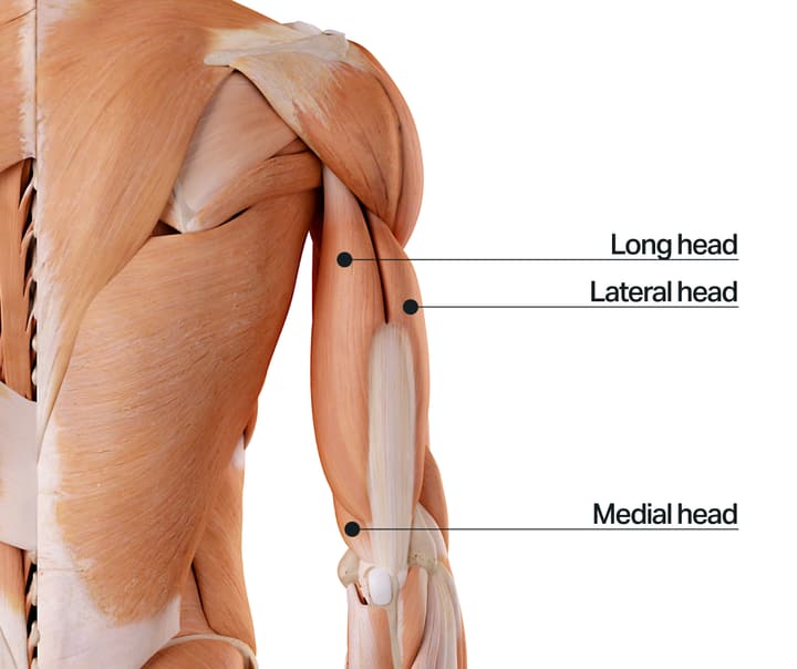 triceps-anatomy-long-lateral-medial-heads.jpg