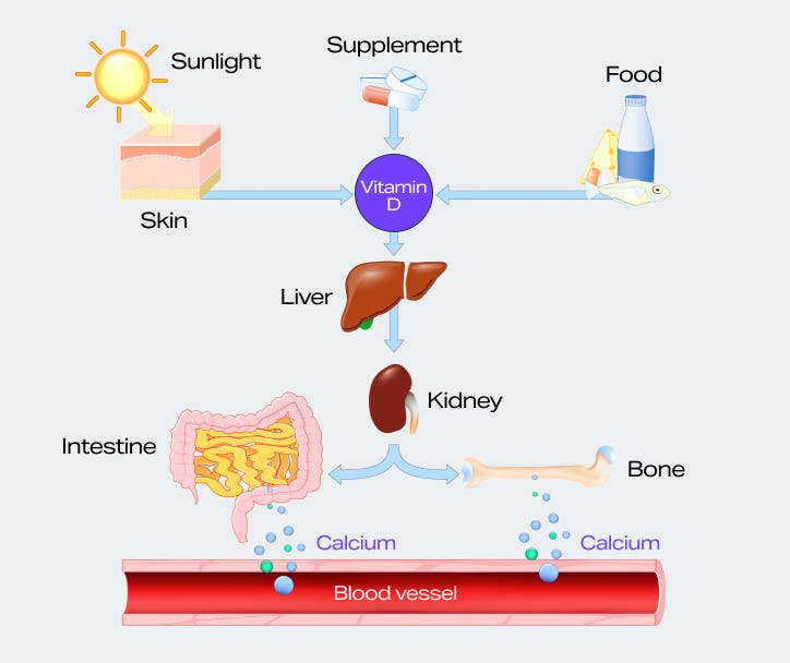 vitamin-d-pathway.jpg