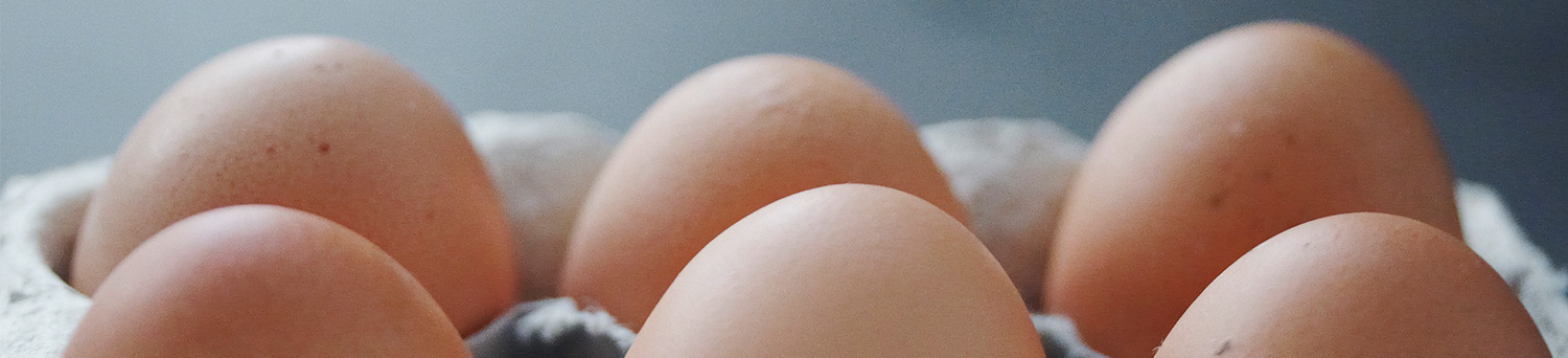 Header EggcellentTruth