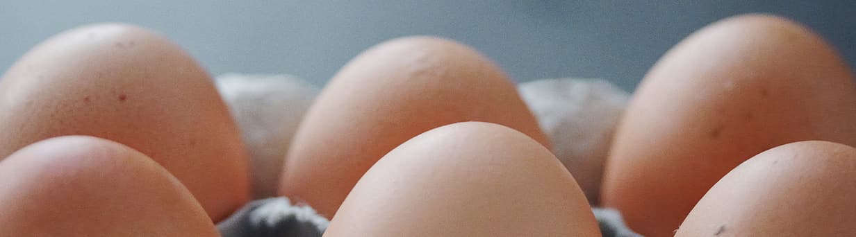 Header EggcellentTruth